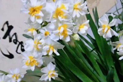 喜陰耐寒的室內(nèi)植物花卉有哪些，常見的有茶花、風(fēng)信子、郁金香等