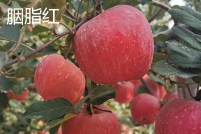 常見(jiàn)的蘋(píng)果品種，紅富士、金帥、紅將軍等品種較常見(jiàn)