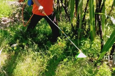 對(duì)甘蔗使用除草劑的誤區(qū)，不能盲目用藥、大風(fēng)大雨天氣不能用藥
