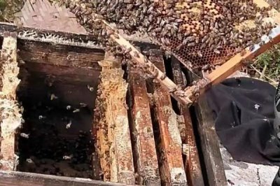 一箱蜜蜂的價(jià)格，通常需要300-600元左右