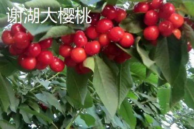 江蘇連云港的特產(chǎn)，紫菜為當(dāng)?shù)刂饕隹诋a(chǎn)品之一