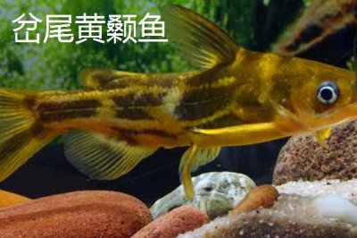 黃顙魚的價格，零售價多為12-20元左右