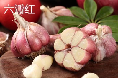 大蒜品種介紹，合理選擇因地制宜的蒜種