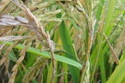 楚粳54號水稻種子特征特性，全生育期175天