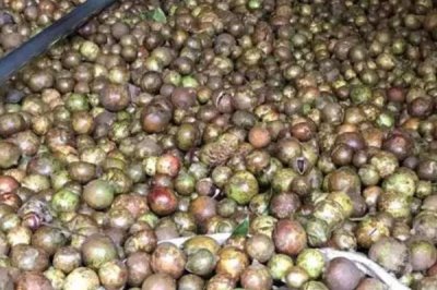 茶籽的價格，新鮮茶籽的批發(fā)價為8-12元左右/斤