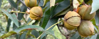 山核桃的栽培技術(shù)，定植有播種、人工培育苗木等方式