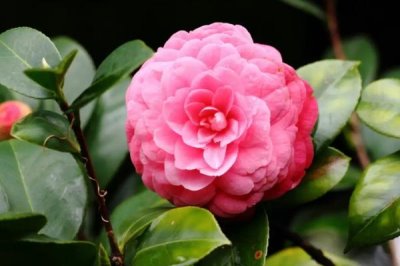 茶花的主產(chǎn)地，我國(guó)茶花主產(chǎn)于云南