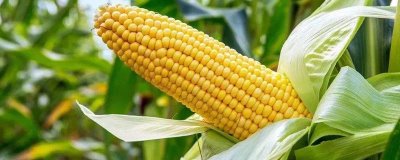 衍玉615玉米品種簡介，中抗紋枯病