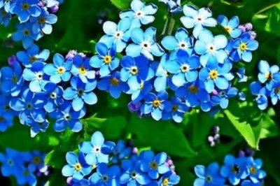 白色花卉品種，包括水仙花、梔子花、茉莉花等種類