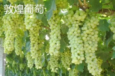 甘肅省天水市有哪些特產(chǎn)水果，包括秦安蜜桃、秦安蘋果、麥積核桃等種類