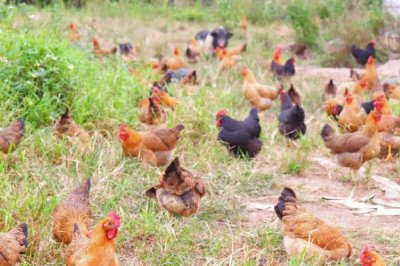 土雞的散養(yǎng)要點，一定要選擇好一點的雞苗