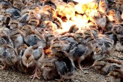 小雞的養(yǎng)殖技術，飼養(yǎng)密度要控制好