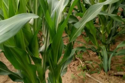 昊甜糯6號(hào)玉米種簡(jiǎn)介，該品種株型平展