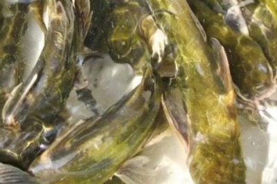 養(yǎng)殖黃顙魚的利潤，一畝池塘大約可獲利1萬元左右