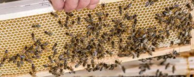 蜂群合并后第二天是什么狀態(tài)，秩序一般會(huì)恢復(fù)正常