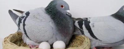 鴿子多久可以繁殖一窩，通常40天左右繁殖一窩
