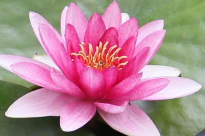 白色花卉品種，包括水仙花、梔子花、茉莉花等種類