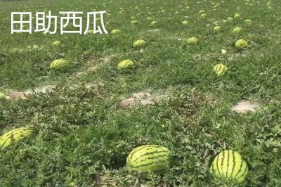 天價(jià)水果有哪些，一顆日本草莓的售價(jià)達(dá)到900元左右