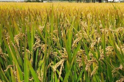 廣秀兩優(yōu)華占水稻種簡介，6月20-25日播種