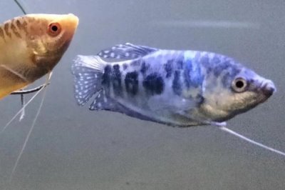 曼龍魚會不會吃蝦，動物性飼料是它們的主食