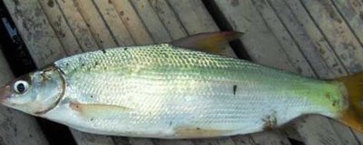 釣黃尾魚的適宜時(shí)間，早上和下午更適合作釣