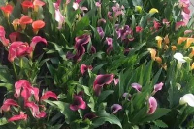 彩色馬蹄蓮種植方法，對(duì)水分要求比較挑剔