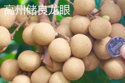 廣東省高州市的特產(chǎn)，儲(chǔ)良龍眼是著名優(yōu)良品種