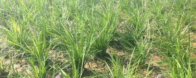 如何種植知母才能高產(chǎn)，株高達到15-20厘米時要做好追肥工作