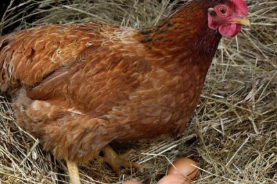 母雞抱窩喂食頻率，每天喂食一次飼料和水即可