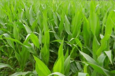 吉單418玉米種子簡(jiǎn)介，4月下旬至5月上旬播種