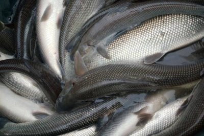 淡水銀鱈魚的產(chǎn)地，在我國主要是指大鱗鲃