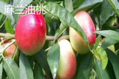 山東平度的特產(chǎn)，被譽(yù)為青島的“后花園”