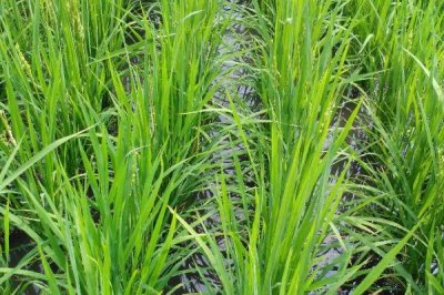 隆兩優(yōu)1227水稻種子特點，全生育期118.0天