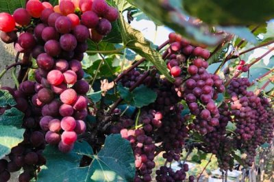 紅玫瑰葡萄有哪些優(yōu)點(diǎn)，產(chǎn)量高、易種植、抗病性好