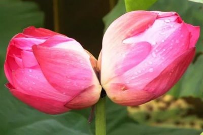 并蒂蓮的花語，寓意夫妻恩愛、兄弟和諧等