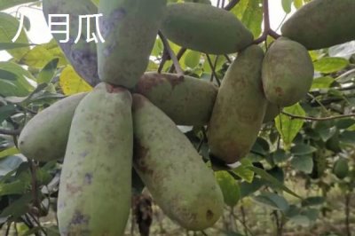 湖南張家界的特產(chǎn)，葛根粉最為出名