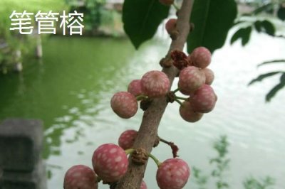 如何挑選榕樹種子，顆粒飽滿、具有光澤的種子品質(zhì)更好