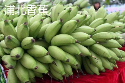 廣西浦北縣的特產(chǎn)，有“世界長(zhǎng)壽之鄉(xiāng)”的稱號(hào)