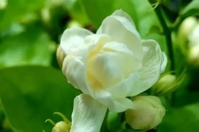 茉莉的花語(yǔ)，不同顏色的花語(yǔ)不同