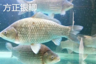 鯽魚品種有哪些，包括高背鯽、彭澤鯽等種類