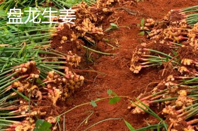 重慶市榮昌區(qū)的特產(chǎn)，盤龍生姜深受消費(fèi)者歡迎