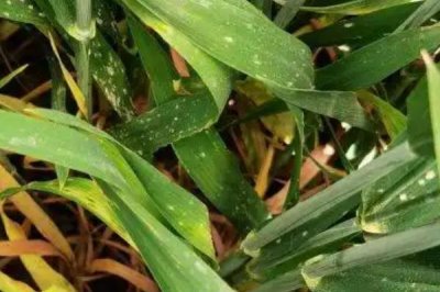 咪鮮胺可以防治什么病害，對水稻惡苗病、稻瘟病、小麥赤霉病等病害具有防效