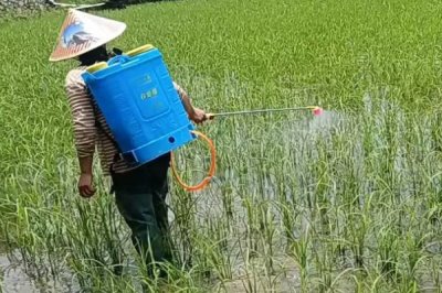 礦源黃腐酸鉀的用量，與作物種類、所處時(shí)期、施肥方式等條件有關(guān)
