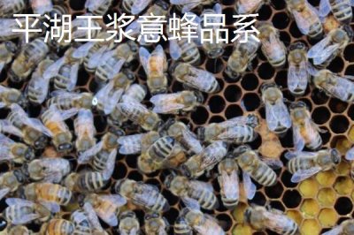 養(yǎng)什么蜂具有良好的效益，虎頭蜂、意蜂等品種均是適宜選擇
