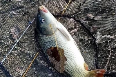 天下鯉釣鯉魚怎樣搭配，隨季節(jié)氣溫來搭配餌料