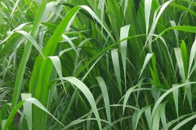 甜象草的栽培技術(shù)，無(wú)霜地區(qū)一年四季均可栽培