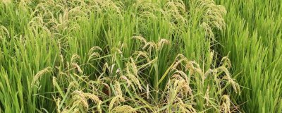 申優(yōu)R1水稻種子簡(jiǎn)介，5月中下旬播種