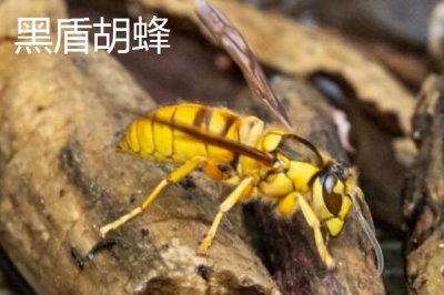 毒蜂的種類，常見以下10種