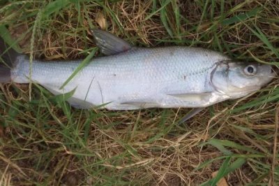 翹嘴紅鲌?jiān)趺答B(yǎng)殖，魚苗放養(yǎng)要趁早