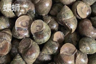 螺螄怎么養(yǎng)殖，每畝池塘可放養(yǎng)20-30公斤螺種